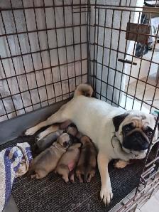 PURE BRED PUG PUPPIES - Photo 2