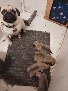 PURE BRED PUG PUPPIES - Photo 3