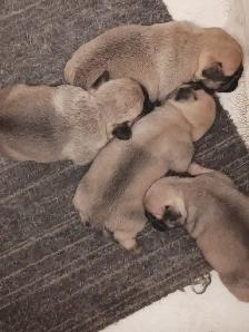PURE BRED PUG PUPPIES - Photo 4
