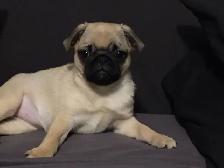 PURE BRED PUG PUPPIES - Photo 5