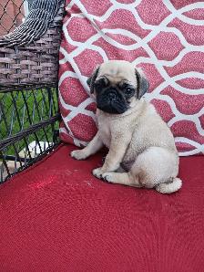 PURE BRED PUG PUPPIES - Photo 6
