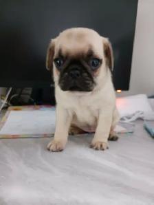 PURE BRED PUG PUPPIES - Photo 7