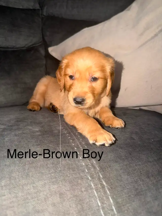 Golden Retriever Puppies!