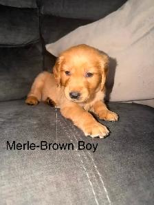 Golden Retriever Puppies!