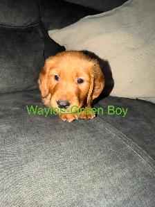 Golden Retriever Puppies! - Photo 2