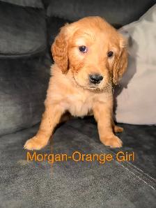 Golden Retriever Puppies! - Photo 3