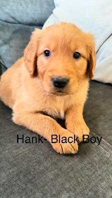 Golden Retriever Puppies! - Photo 4