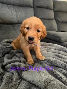 Golden Retriever Puppies! - Photo 5