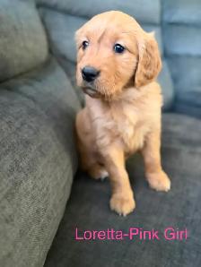 Golden Retriever Puppies! - Photo 6