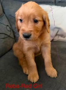 Golden Retriever Puppies! - Photo 7