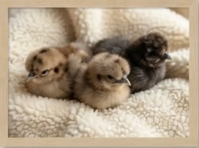 Silkie Chicks