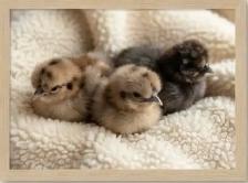 Silkie Chicks