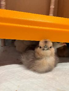 Silkie Chicks - Photo 2