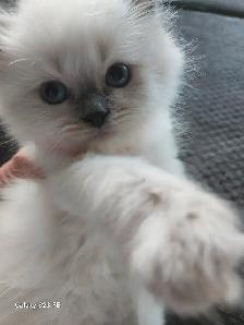 RAGDOLL KITTENS