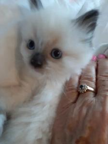 RAGDOLL KITTENS - Photo 2
