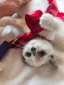 RAGDOLL KITTENS - Photo 3