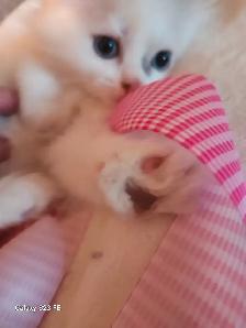 RAGDOLL KITTENS - Photo 4