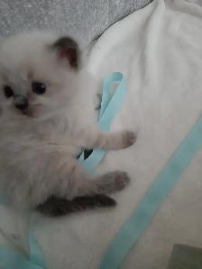 RAGDOLL KITTENS - Photo 5