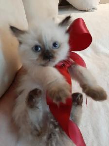 RAGDOLL KITTENS - Photo 6