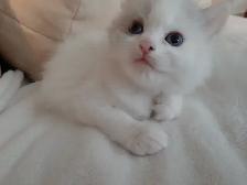 RAGDOLL KITTENS - Photo 7