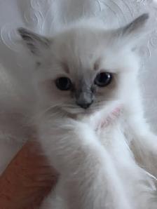 RAGDOLL KITTENS - Photo 8
