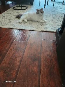 RAGDOLL KITTENS - Photo 9