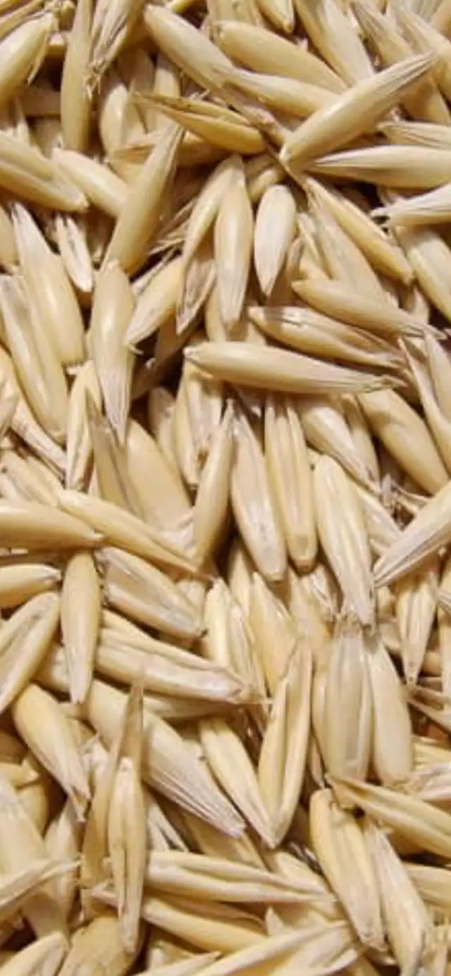 oats for sale