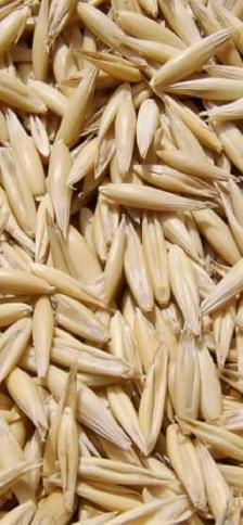oats for sale