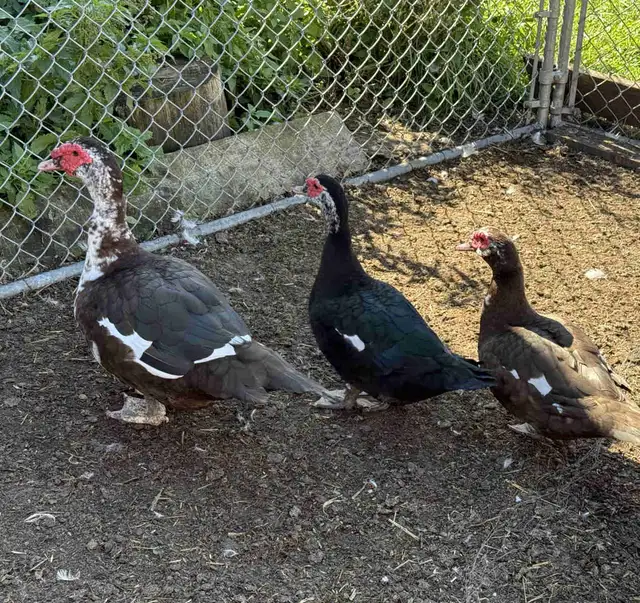 Muscovy Trios
