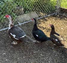 Muscovy Trios