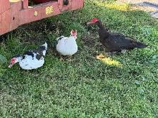 Muscovy Trios - Photo 2