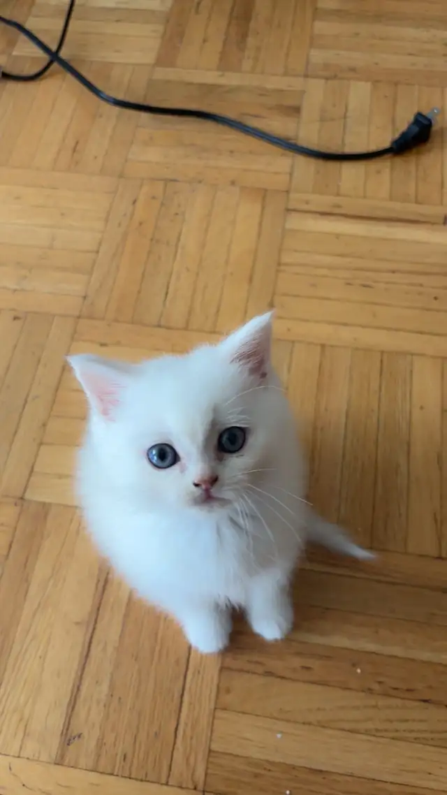 British male kitten