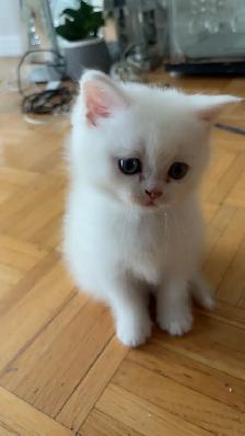 British male kitten - Photo 2