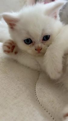 British male kitten - Photo 3