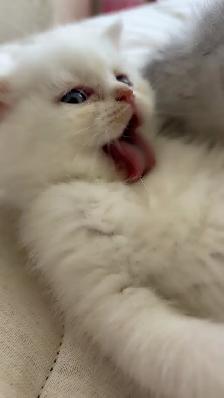 British male kitten - Photo 4