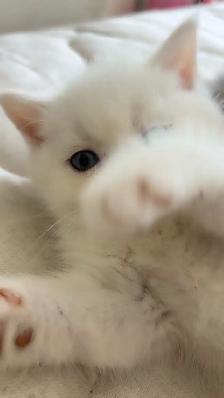 British male kitten - Photo 5