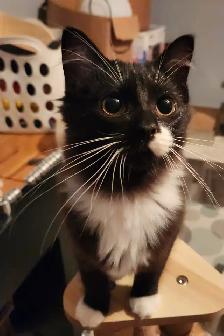 Beautiful Female Ragdoll kitten, Looking for her FUREVER Home.