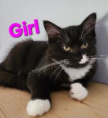 Beautiful Female Ragdoll kitten, Looking for her FUREVER Home. - Photo 2