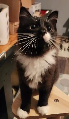 Beautiful Female Ragdoll kitten, Looking for her FUREVER Home. - Photo 3