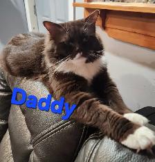 Beautiful Female Ragdoll kitten, Looking for her FUREVER Home. - Photo 9