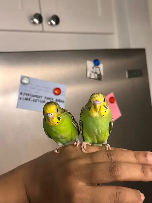 Pair Of Budgies
