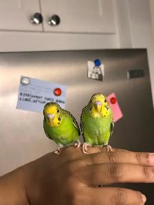 Pair Of Budgies