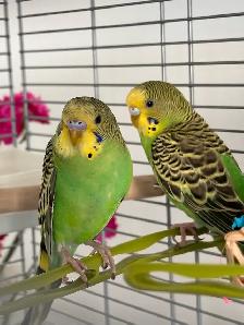 Pair Of Budgies - Photo 2