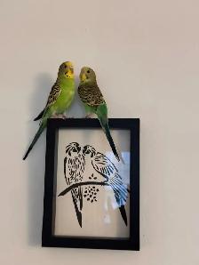 Pair Of Budgies - Photo 3