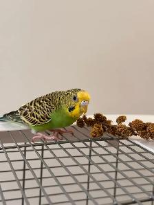 Pair Of Budgies - Photo 4