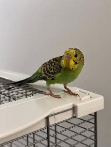 Pair Of Budgies - Photo 5