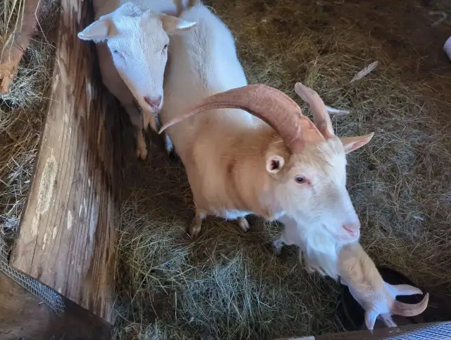 Goats (Saanen)