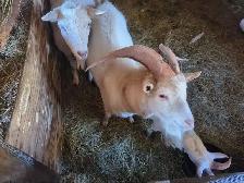 Goats (Saanen)