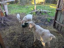Goats (Saanen) - Photo 2
