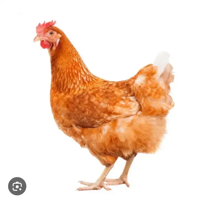 poules pondeuses rouge